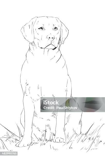 Young Labrador Dog Sitting Pencil Drawing Stock Photo - Download Image Now - Animal, Barley, Blue