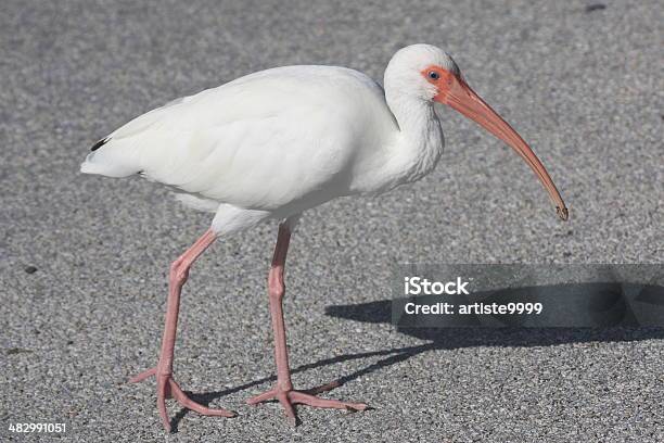 White Ibis Stock Photo - Download Image Now - Animal, Animal Wildlife, Animals In The Wild