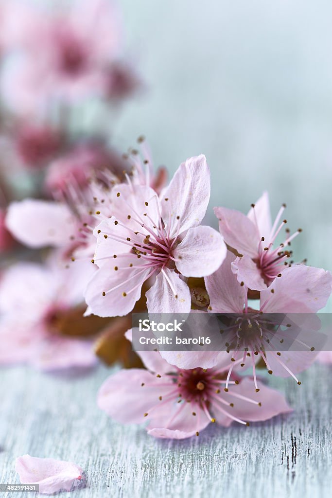 Spring Blossoms close up of spring blossoms Blossom Stock Photo