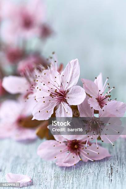 Spring Blossoms Stock Photo - Download Image Now - Blossom, Branch - Plant Part, Close-up