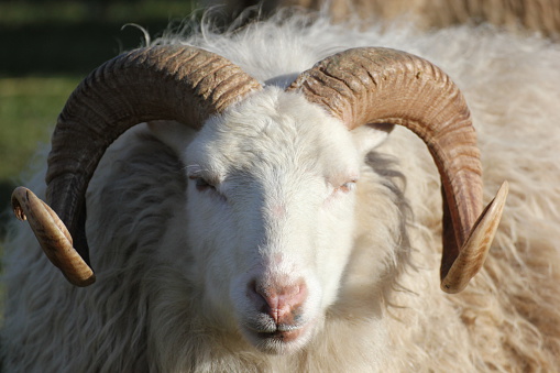 A head of a ram seen from the front, with sunlight falling from the right.