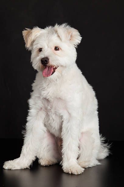 istock Young white dog on black background 482992339