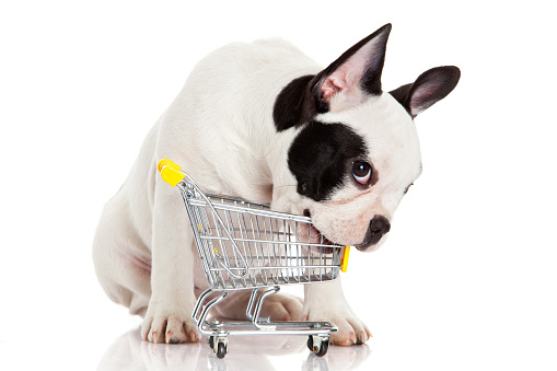 French Bulldog with shopping cart isolated on white. Funny little dog.
