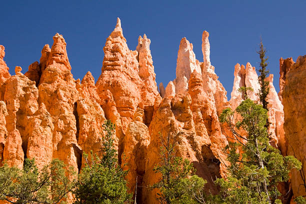 Hoodoos and trees stock photo