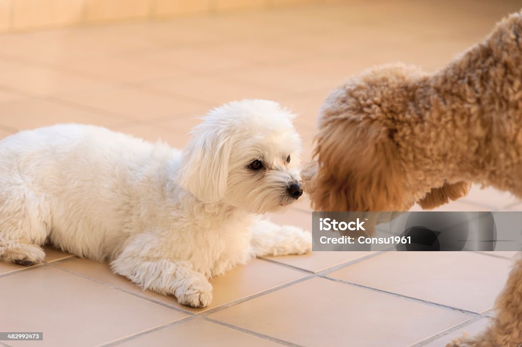 Muy cerca - Foto de stock de Acariciar a un animal libre de derechos