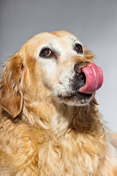 istock Old golden retriever dog isolated on grey background. Studio shot. 482992893