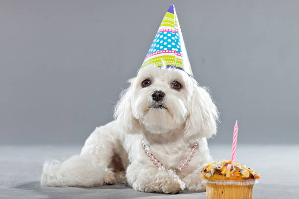 istock Funny malteser birthday dog with cake and hat. Studio shot. 482993067