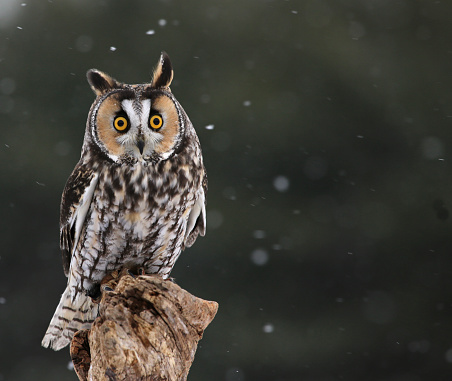A Long-eared Owl (Asio otus) sitting on a perch with snow falling in the background.