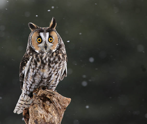 Startled Long-eared Owl stock photo