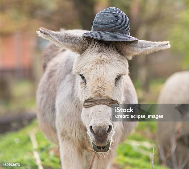 Burro Retrato - Fotografias de stock e mais imagens de Animal - Animal, Animal selvagem, Burro