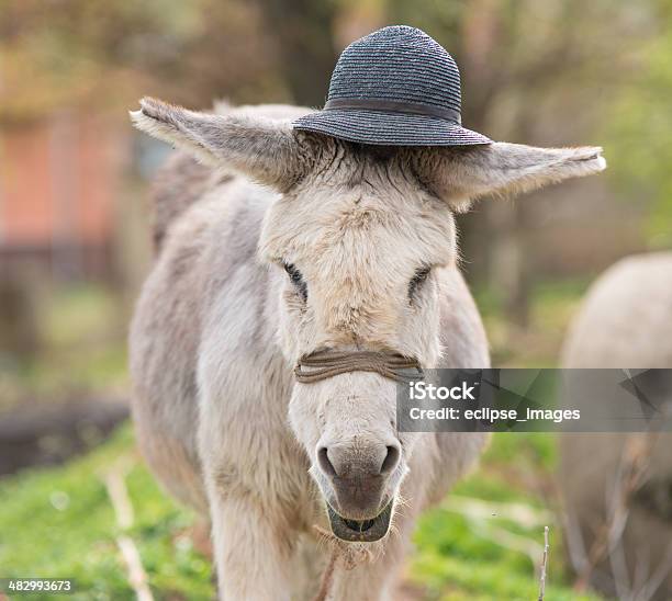 Donkey Портрет — стоковые фотографии и другие картинки Без людей - Без людей, Волосы животного, Горизонтальный