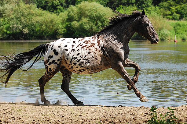 appaloosa horse horse appaloosa stock pictures, royalty-free photos & images