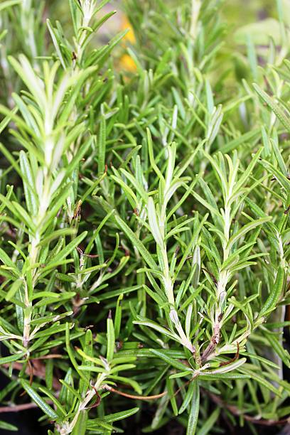istock Rosemary in the garden, close up 482995132