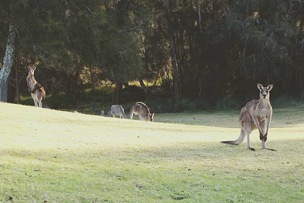 istock Mob of Kanagroos 482997292