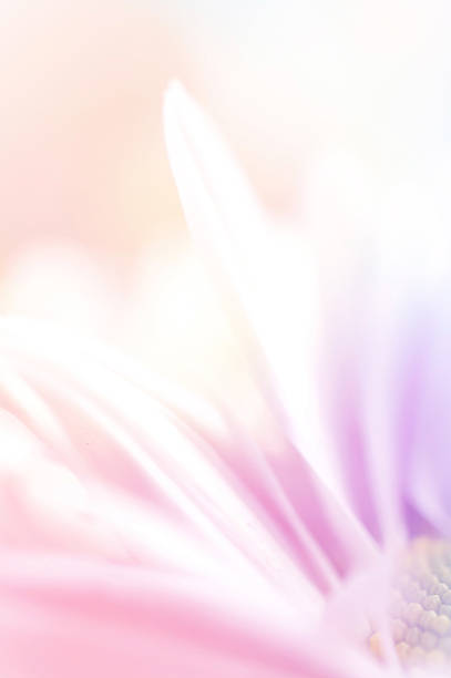 istock Chrysanthemums, in vivid color style 482997712