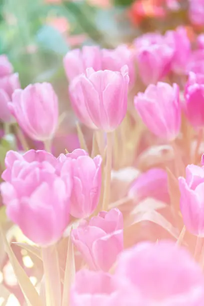 fresh pink tulips, beautiful spring flowers, Colorful tulips with morning light