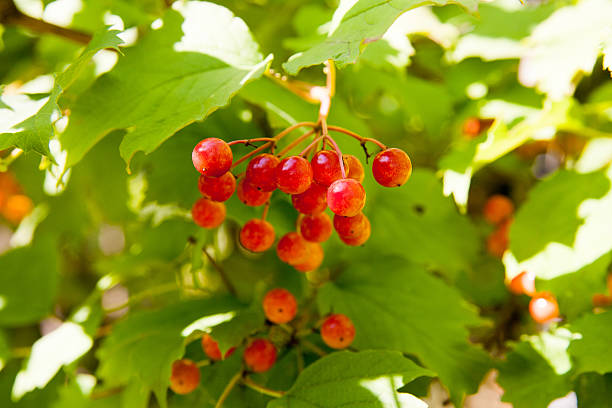 istock Red Viburnum berries in the tree 482997992