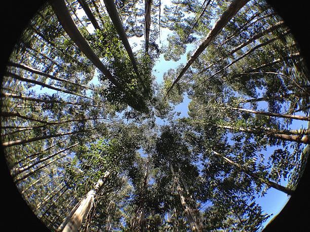 arbre monde entier - bluegum tree photos et images de collection