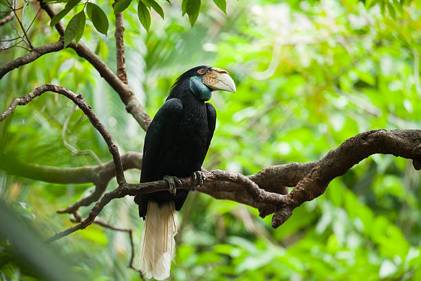 istock Wreathed Hornbill (Bar-pouched) bird on tree usually fine in Tha 483011180