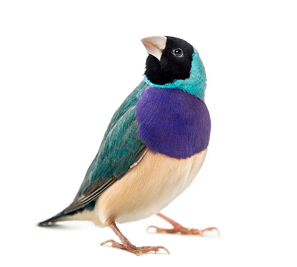 Gouldian Finch, Erythrura gouldiae Gouldian Finch, Erythrura gouldiae, in front of a white background gouldian finch stock pictures, royalty-free photos & images