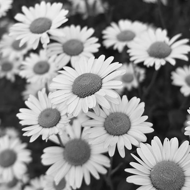 Lot of white camomiles