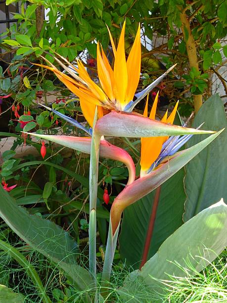 istock Bird of Paradise 483015186