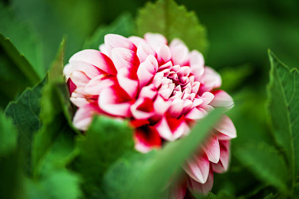 Pink Dahlia flower and fresh green leaves stock photo