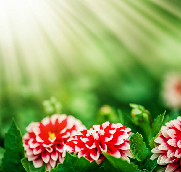 Pink Dahlia flower and sun lights stock photo