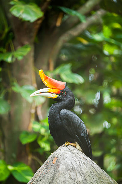 istock hornbill bird on green natural background 483017850