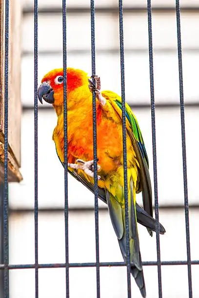 Photo of Parrot