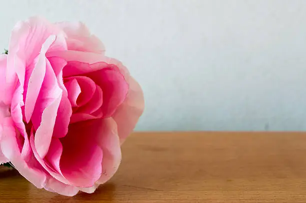 Photo of Still life pink rose