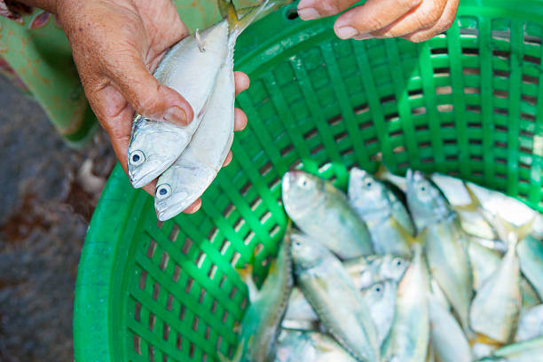 istock Fresh Fish on a Market on Phuket 483023778