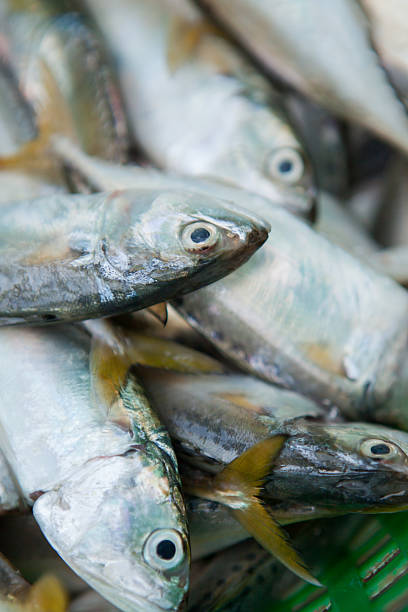 istock Fresh Fish on a Market on Phuket 483023780