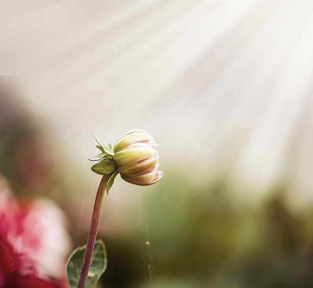 dahlia flower bud turned to the rays of rising sun stock photo