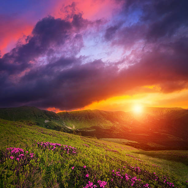 istock Mountain landscape with pink rhododendron flowers 483024388