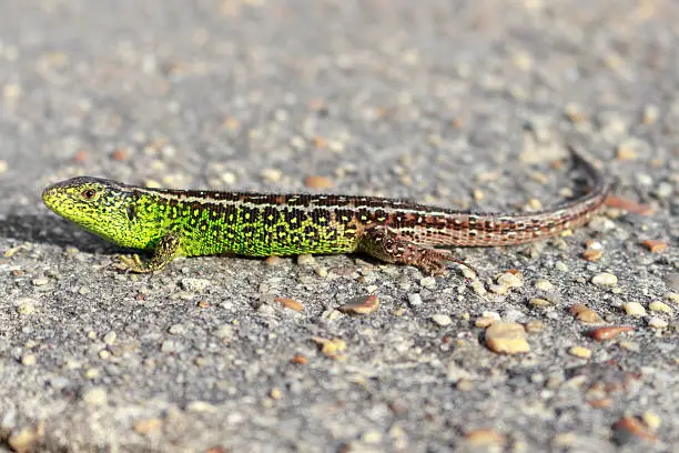 Photo of Green Sand Lizard