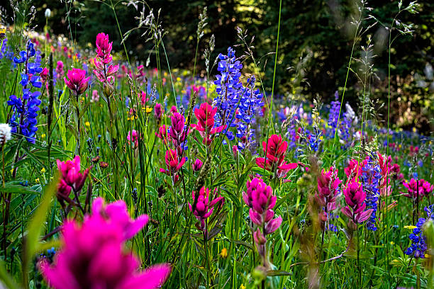 istock Meadow of Mountain Wildflowers 483027118