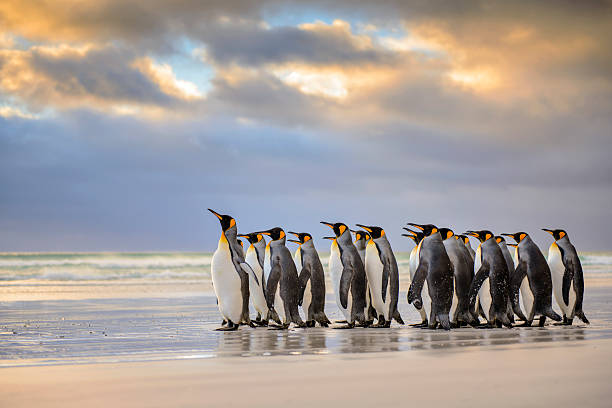 istock King Penguins on the Beach 483027790