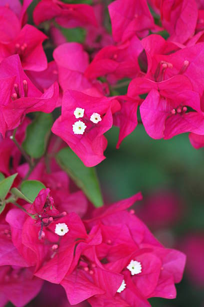 istock Bougainvillea Flower 483027990