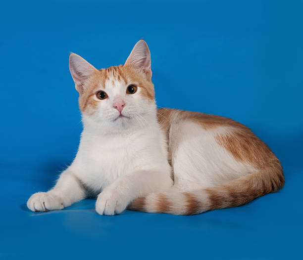 istock White and red kitten lies on blue 483028194