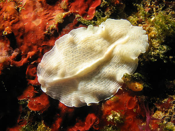 istock Prostheceraeus vittatus - candy striped flatworm 483030676