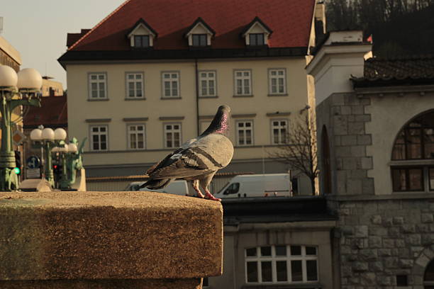 istock Pigeon in Lubljana 483030868