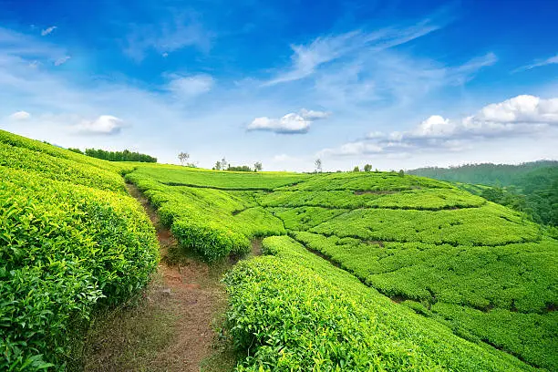 Photo of Tea fields in Nuwara Eliya, Sri Lanka