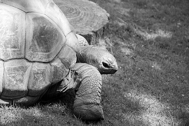 istock Giant Tortoise At Bristol Zoo 483031494