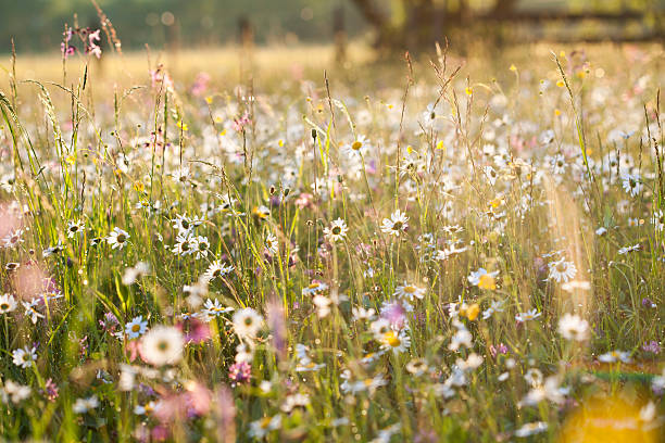 istock Beautiful white daisies and blue sky 483031586