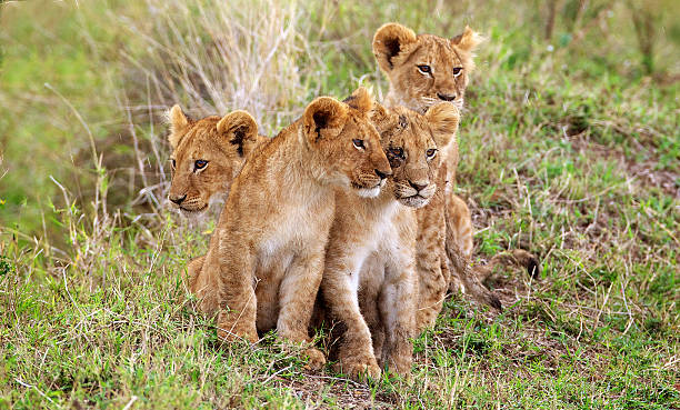 istock Four little lion cubs 483033974
