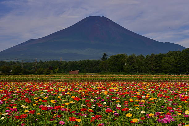 istock Mt Fuji and Zinnia 483034714