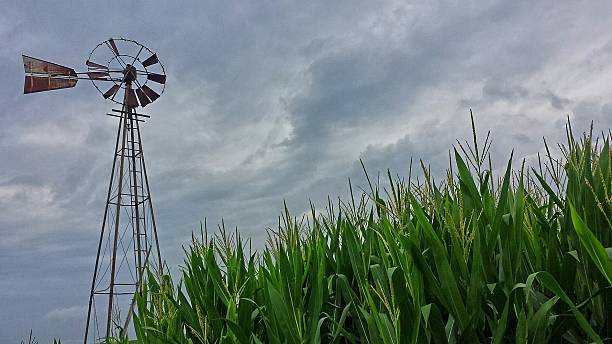 istock Old Windmill, Lush Iowa Cornfield 483037226