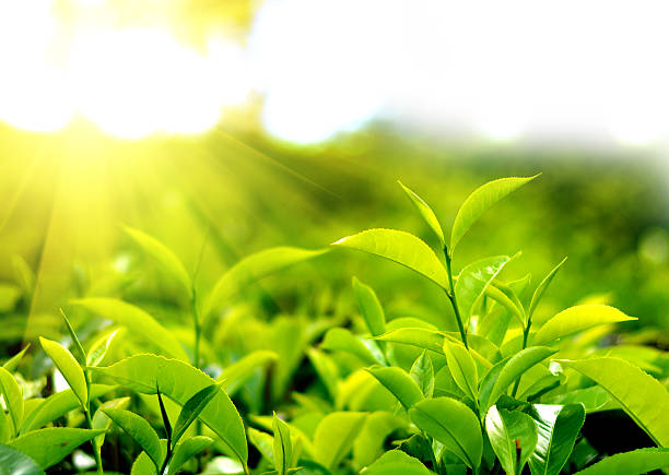 istock Tea fields in Nuwara Eliya, Sri Lanka 483037500