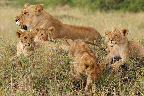 istock Little lion cubs and lioness 483037550